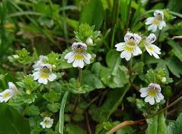 Eyebright plant